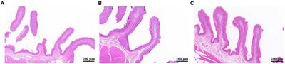 Yeast culture repairs rumen epithelial injury by regulating microbial communities and metabolites in sheep